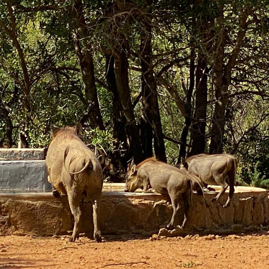 Twiga Lodge Mabalingwe Bela-Bela Exteriör bild